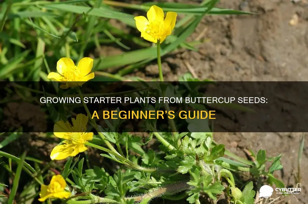 how to get starter from butter cup plants