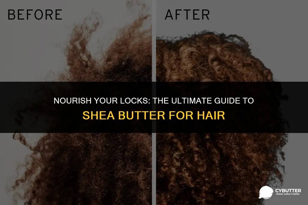 how to use shea butter for hair