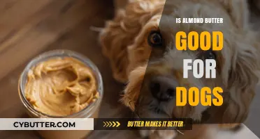 Is Almond Butter Safe for Dogs? Benefits, Risks, and Alternatives