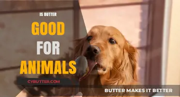 Is Butter Safe for Animals? Exploring Its Impact on Pets and Wildlife