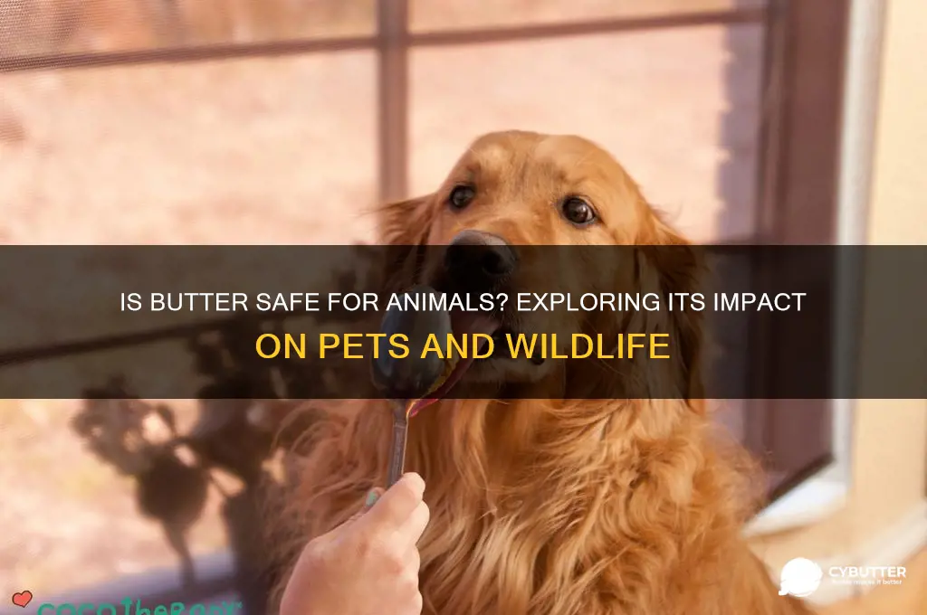 is butter good for animals