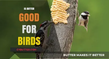 Butter for Birds: Benefits, Risks, and Safe Feeding Tips