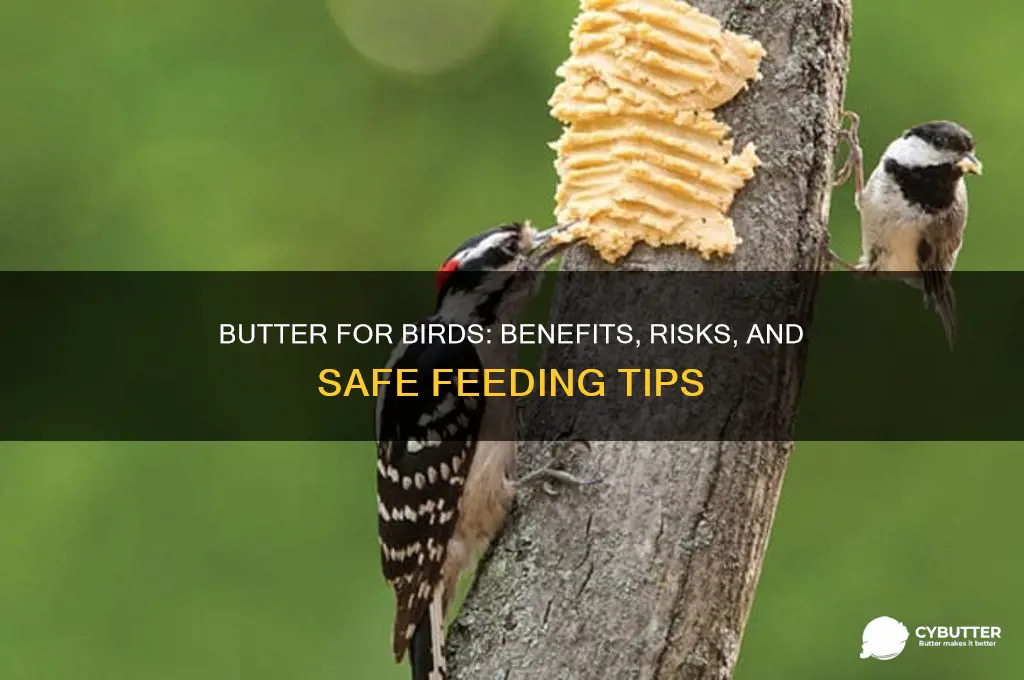 is butter good for birds