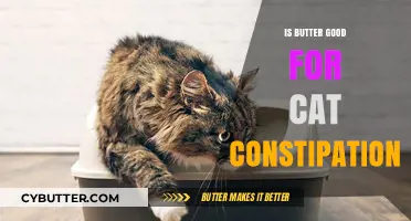 Can Butter Relieve Cat Constipation? Facts and Safe Remedies