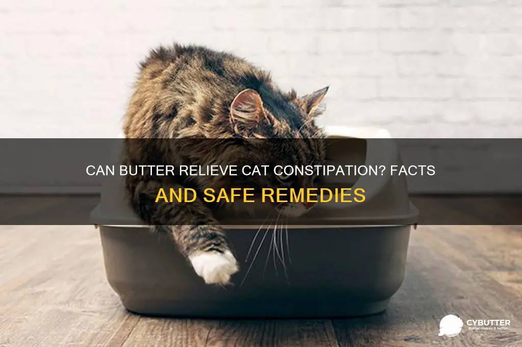 is butter good for cat constipation