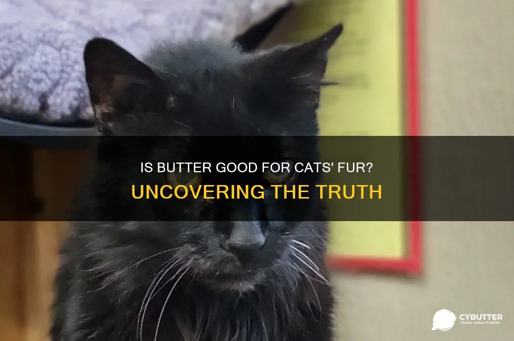 is butter good for cats fur
