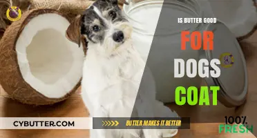 Butter for Dogs: Benefits or Risks for a Shiny Coat?
