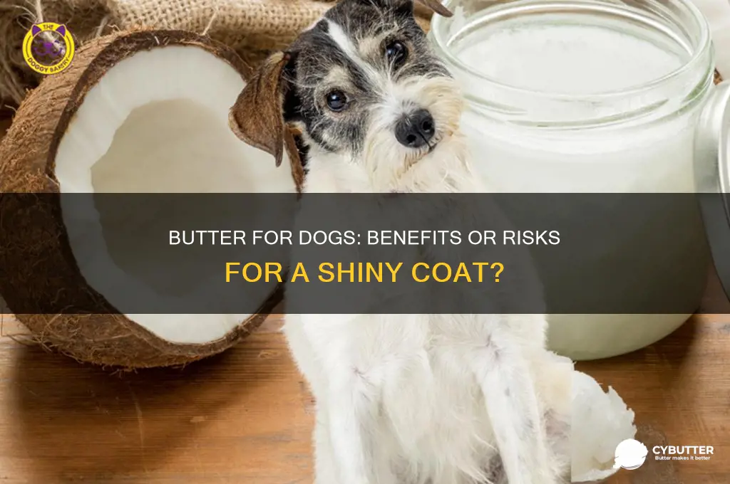 is butter good for dogs coat