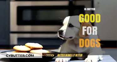 Is Butter Safe for Dogs? Benefits, Risks, and Healthy Alternatives