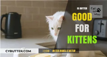 Is Butter Safe for Kittens? Nutrition Facts and Risks Explained