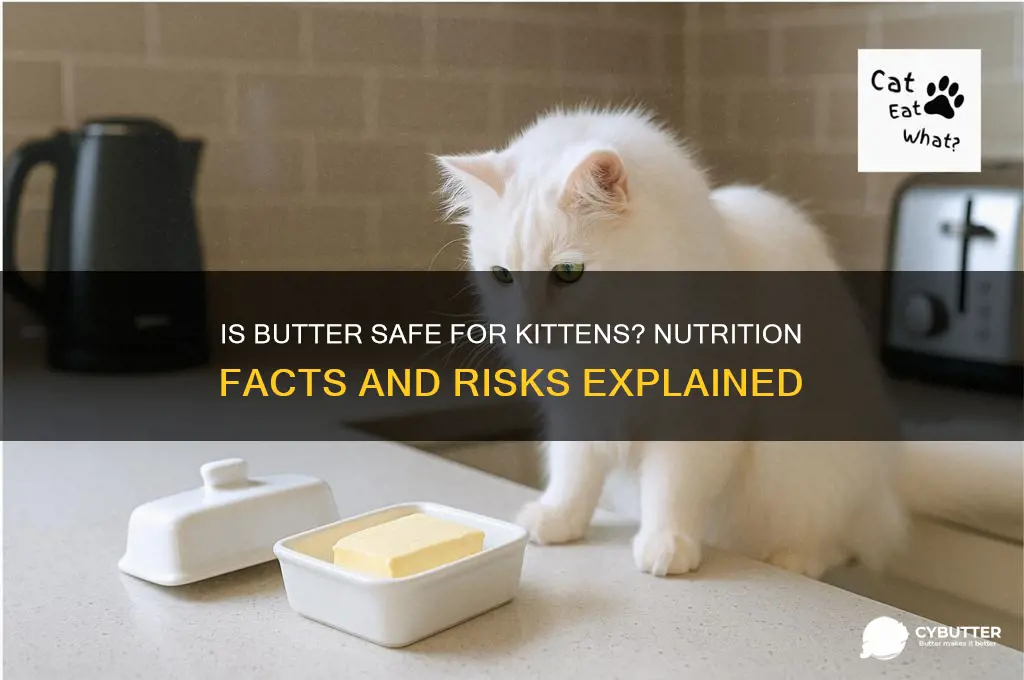 is butter good for kittens