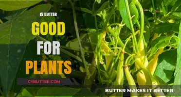 Can Butter Benefit Plants? Exploring Its Surprising Effects on Growth