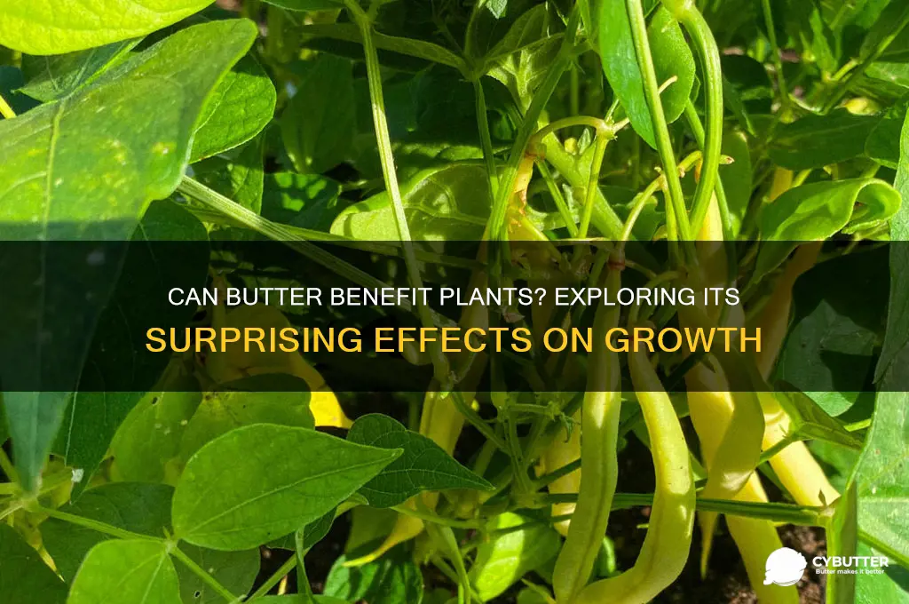 is butter good for plants