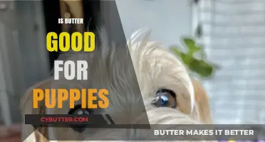 Is Butter Safe for Puppies? Nutrition Facts and Health Risks