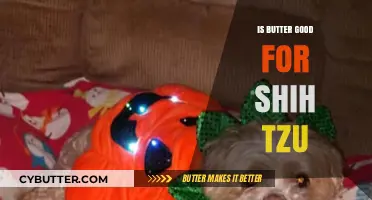 Is Butter Safe for Shih Tzu? A Complete Nutritional Guide