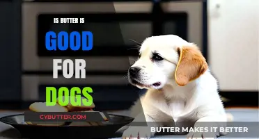 Is Butter Safe for Dogs? Benefits, Risks, and Healthy Alternatives