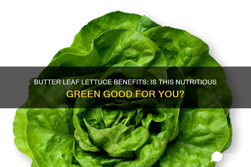 is butter leaf lettuce good for you