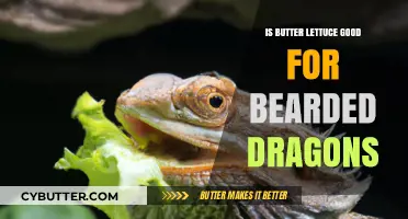 Butter Lettuce for Bearded Dragons: Benefits, Risks, and Feeding Tips