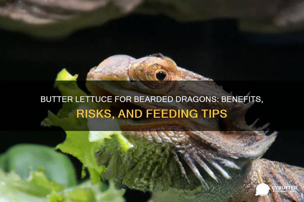 is butter lettuce good for bearded dragons