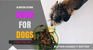 Can Dogs Eat Butter Lettuce? Benefits and Risks Explained