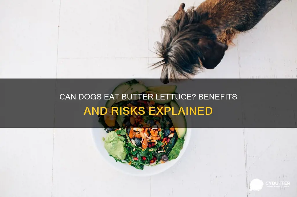 is butter lettuce good for dogs