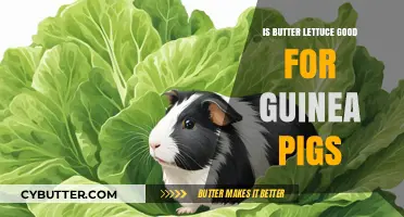 Butter Lettuce for Guinea Pigs: Benefits, Risks, and Serving Tips