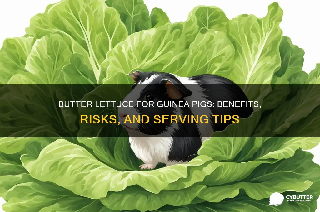 is butter lettuce good for guinea pigs