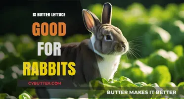 Butter Lettuce for Rabbits: Benefits, Risks, and Serving Tips