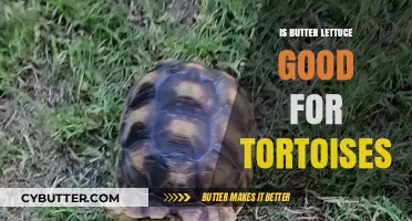 Is Butter Lettuce Safe for Tortoises? A Nutritional Guide