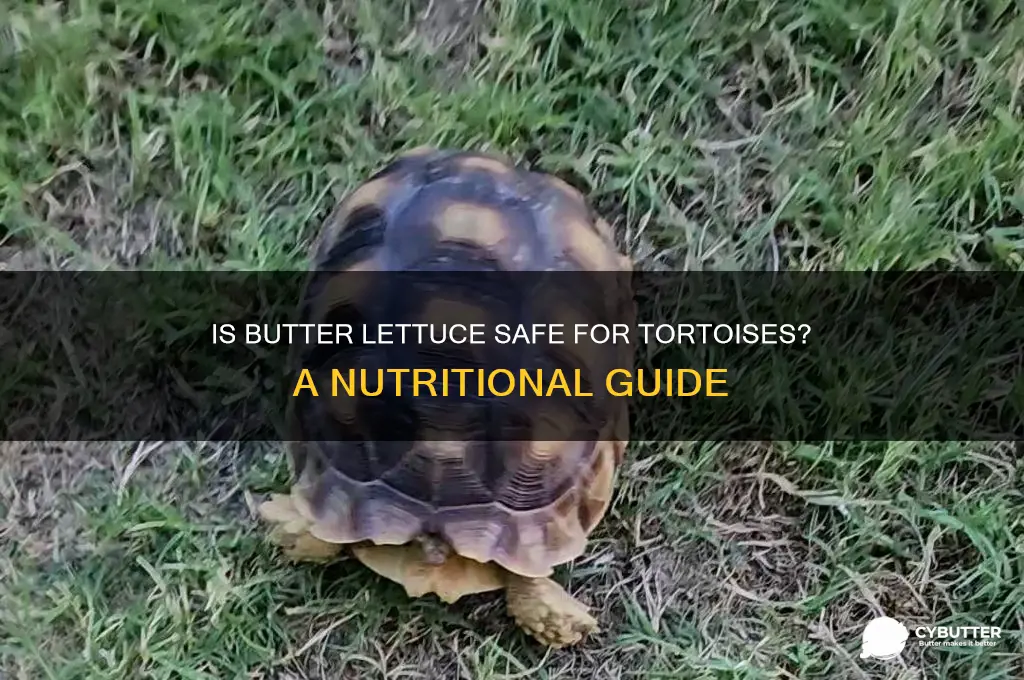 is butter lettuce good for tortoises