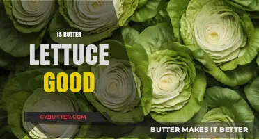 Is Butter Lettuce Good? Health Benefits and Culinary Uses Explained