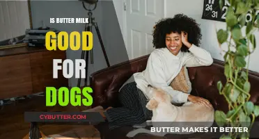 Is Buttermilk Safe for Dogs? Benefits, Risks, and Serving Tips