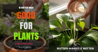 Buttermilk Benefits: Boosting Plant Growth and Soil Health Naturally