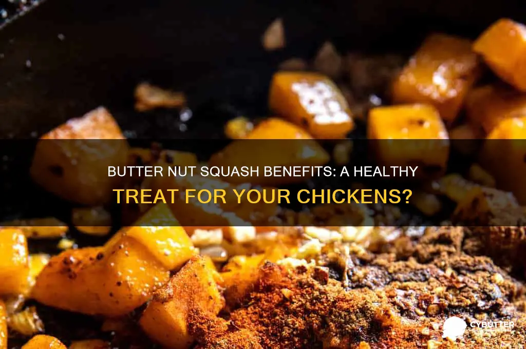 is butter nut squash good for chickens
