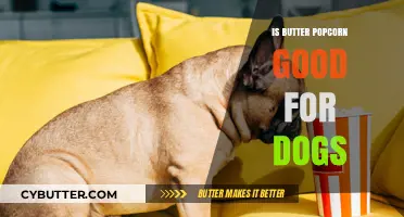 Can Dogs Eat Butter Popcorn? Health Risks and Safe Snack Alternatives