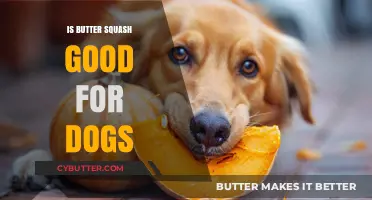 Can Dogs Eat Butternut Squash? Benefits and Risks Explained