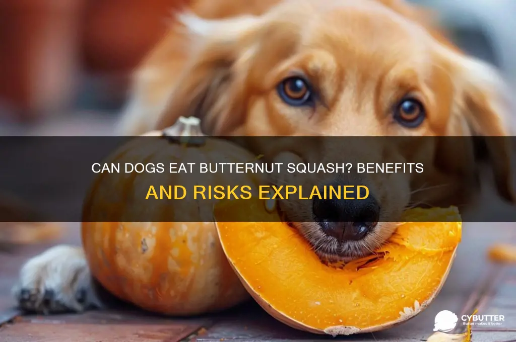is butter squash good for dogs