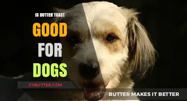 Is Buttered Toast Safe for Dogs? Vet-Approved Facts and Tips