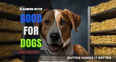 Clarified Butter for Dogs: Benefits, Risks, and Safe Feeding Tips