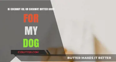 Coconut Oil vs. Butter: Which is Best for Your Dog?