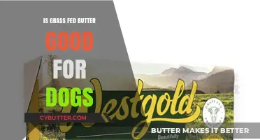 Is Grass-Fed Butter Safe and Beneficial for Your Dog?