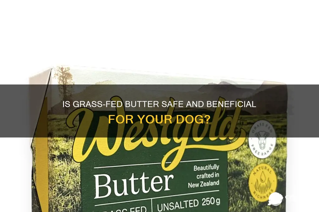 is grass fed butter good for dogs