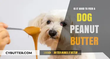 Peanut Butter for Dogs: Benefits, Risks, and Safe Feeding Tips