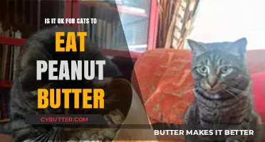 Can Cats Enjoy Peanut Butter? A Feline Diet Dilemma