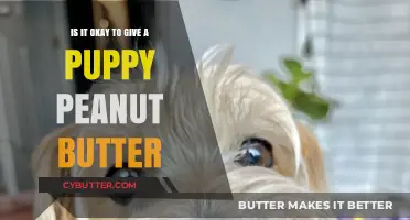 Peanut Butter for Puppies: A Tasty Treat or a No-No?