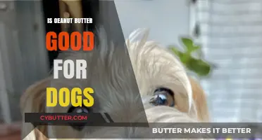 Is Peanut Butter Safe for Dogs? Benefits, Risks, and Best Practices