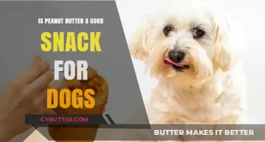 Peanut Butter for Dogs: Healthy Snack or Hidden Danger?