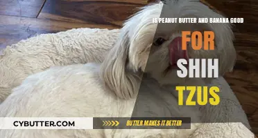 Peanut Butter and Banana: A Healthy Shih Tzu Snack?