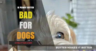 The Truth About Peanut Butter: Is It Safe for Your Dog?