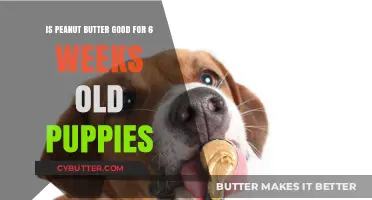 Peanut Butter for 6-Week-Old Puppies: Safe or Risky Treat?